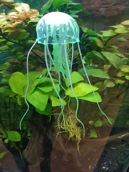 Green freshwater jellyfish an underwater photography