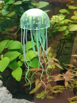 Green sea moon jellyfish in the aquarium