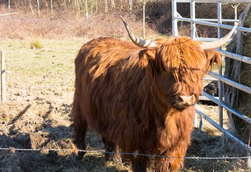   Portrait of a red Scottish highland cattle, sticking out his tongue, cow with long wavy hair and long horns