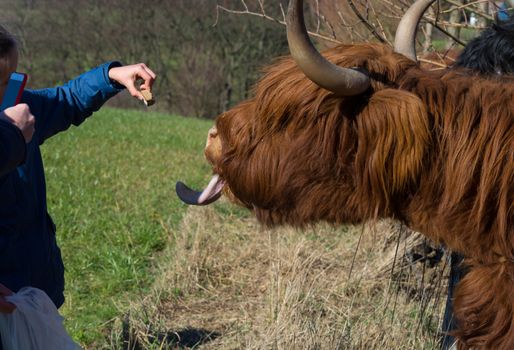   Portrait of a red Scottish highland cattle, sticking out his tongue, cow with long wavy hair and long horns