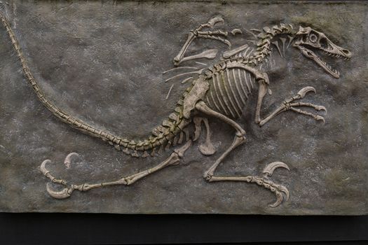 Dinosaur fossil from prehistoric evolution isolated on brown background