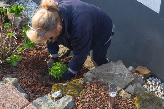 Hands of the gardener are planting flowers in the garden