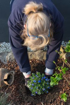 Woman hands in gloves planting flowers for the spring.