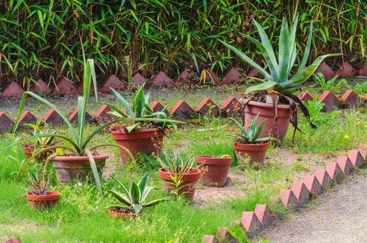 Large cactus landscape in a public park