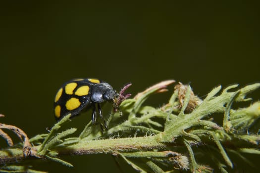 insect in nature takes macro with flowers at sunrise from the garden