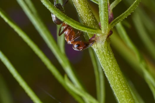 insect in nature takes macro with flowers at sunrise from the garden