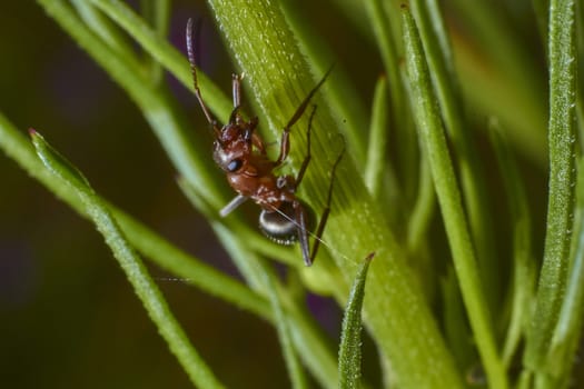 insect in nature takes macro with flowers at sunrise from the garden