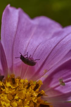 insect in nature takes macro with flowers at sunrise from the garden