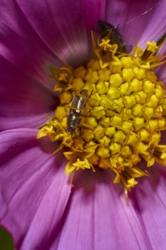 insect in nature takes macro with flowers at sunrise from the garden