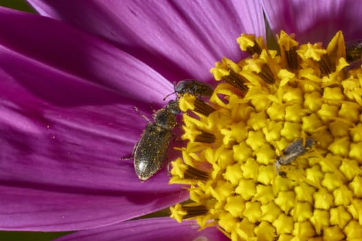 insect in nature takes macro with flowers at sunrise from the garden