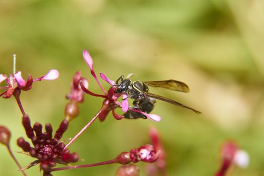 insect in nature takes macro with flowers at sunrise from the garden