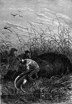 He cut the tusks, vintage engraved illustration. Jules Verne 3 Russian and 3 English, 1872.
