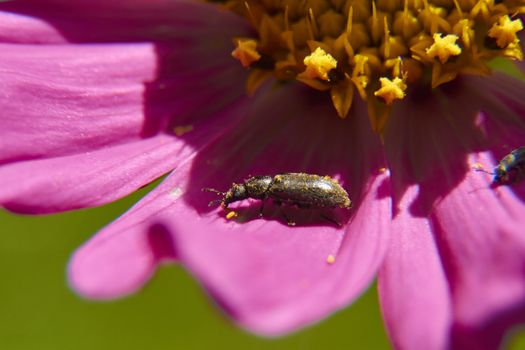 insect in nature takes macro with flowers at sunrise from the garden