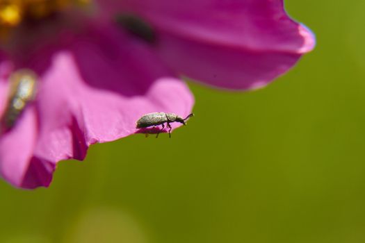 insect in nature takes macro with flowers at sunrise from the garden