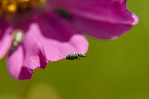 insect in nature takes macro with flowers at sunrise from the garden