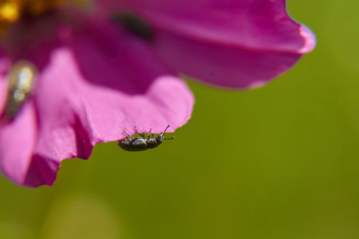 insect in nature takes macro with flowers at sunrise from the garden