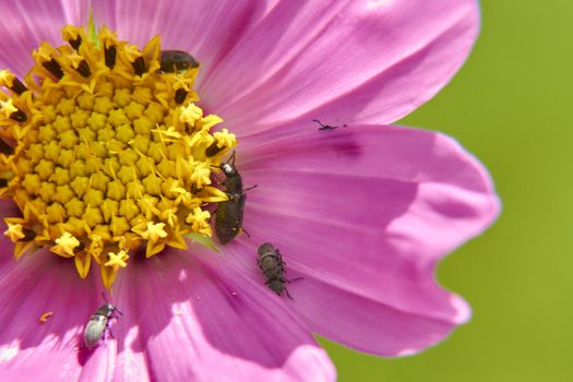 insect in nature takes macro with flowers at sunrise from the garden