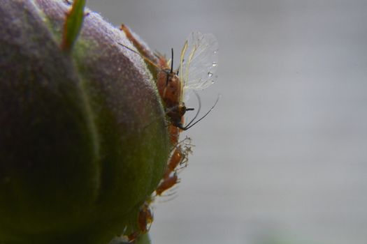 insect in nature takes macro with flowers at sunrise from the garden