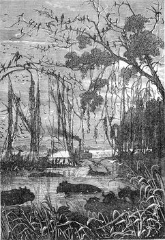 Wild animals in a swamp or river in South Africa. From Jules Verne 3 Russians and 3 English Book, vintage engraving, 1871.
