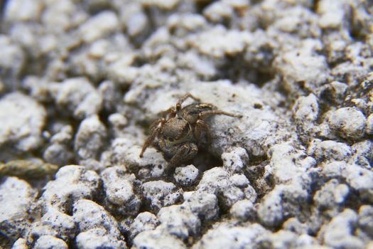 insect in nature takes macro with flowers at sunrise from the garden