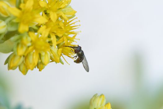 insect in nature takes macro with flowers at sunrise from the garden