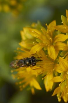 insect in nature takes macro with flowers at sunrise from the garden