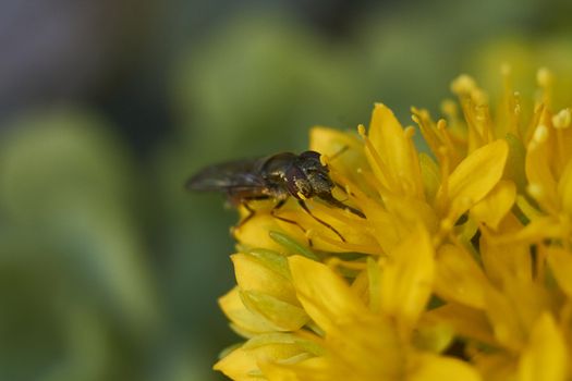 insect in nature takes macro with flowers at sunrise from the garden