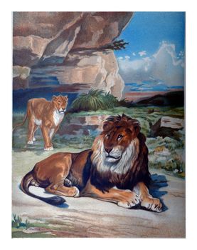 The Lion, vintage engraved illustration.