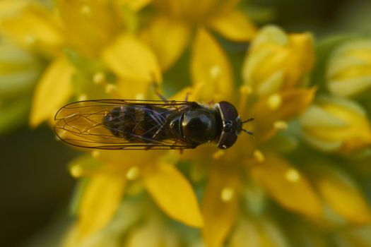 insect in nature takes macro with flowers at sunrise from the garden