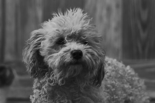 pet dog in black and white puppy