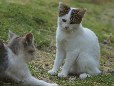 small black and white cat playing