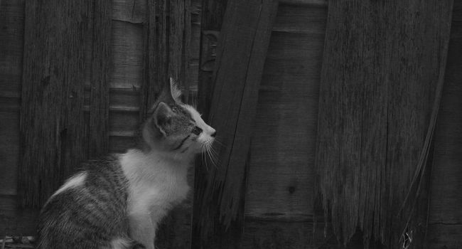 small black and white cat playing