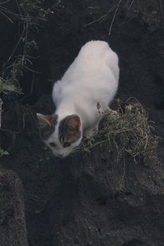 small black and white cat playing