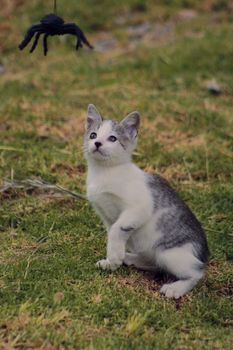 small black and white cat playing