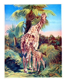 Giraffe with her cub, vintage engraved illustration.