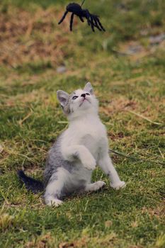 small black and white cat playing