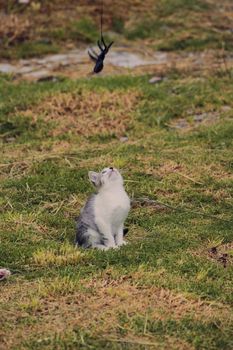 small black and white cat playing