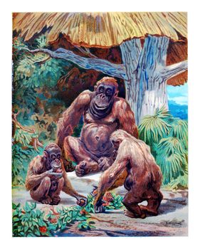 The Orangutan mother and child, vintage engraved illustration.