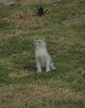 small black and white cat playing