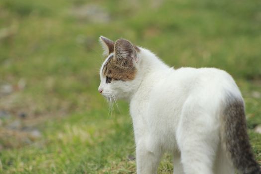 small black and white cat playing