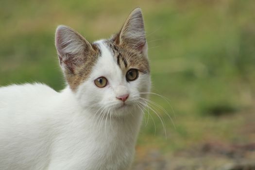 small black and white cat playing