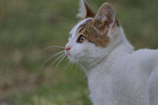 small black and white cat playing