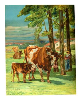 Mother Cow with calf, vintage engraved illustration.