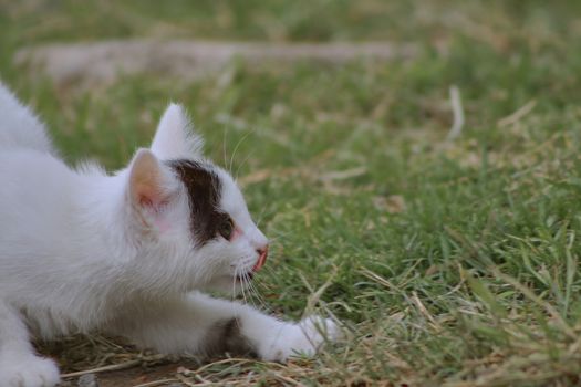 small black and white cat playing