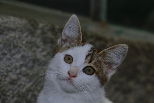 small black and white cat playing