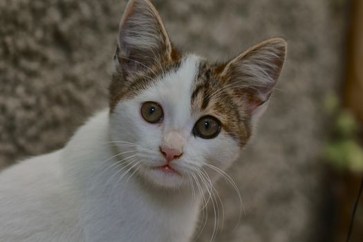 small black and white cat playing