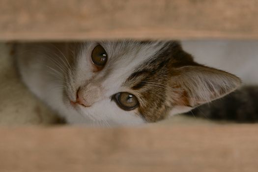 small black and white cat playing