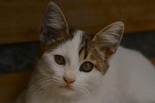 small black and white cat playing