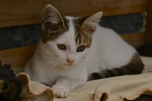 small black and white cat playing