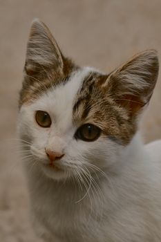 small black and white cat playing